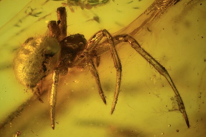 Detailed Fossil Spider (Aranea) In Baltic Amber #105437